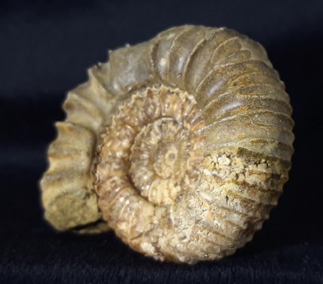 Pavlovia pavlovi (MICHALSKY 1890) - Bild &copy; FossNet FossilienStore